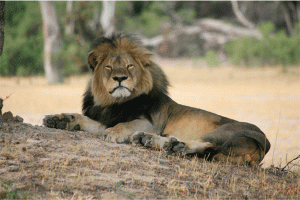 Lion-Cecil-big
