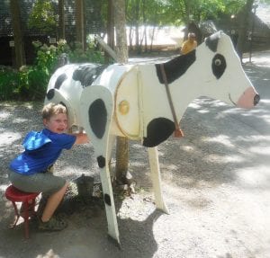milk cow