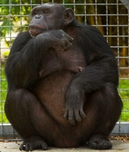 One of Project Chimp's retirees pictured at NIRC. Photo courtesy of University of Louisiana - Lafayette.