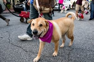 FetchYourNews, Blue Ridge, Fannin County, Georgia, Humane Society of Blue Ridge, Paws in the Park, Sasafras