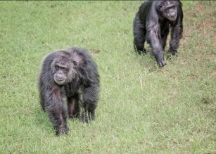 Project CHimps