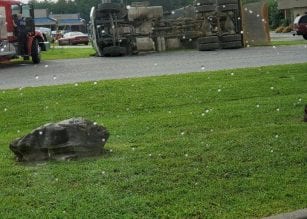 dump-truck